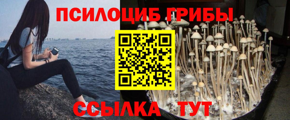 Псилоцибиновые грибы Psilocybe  Псилоцибиновые грибы Psilocybe  Вход с VPN  Астрахань 
